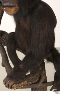 Chimpanzee Bonobo arm 0006.jpg